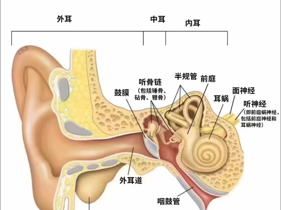 脑前庭在哪个位置图片图片