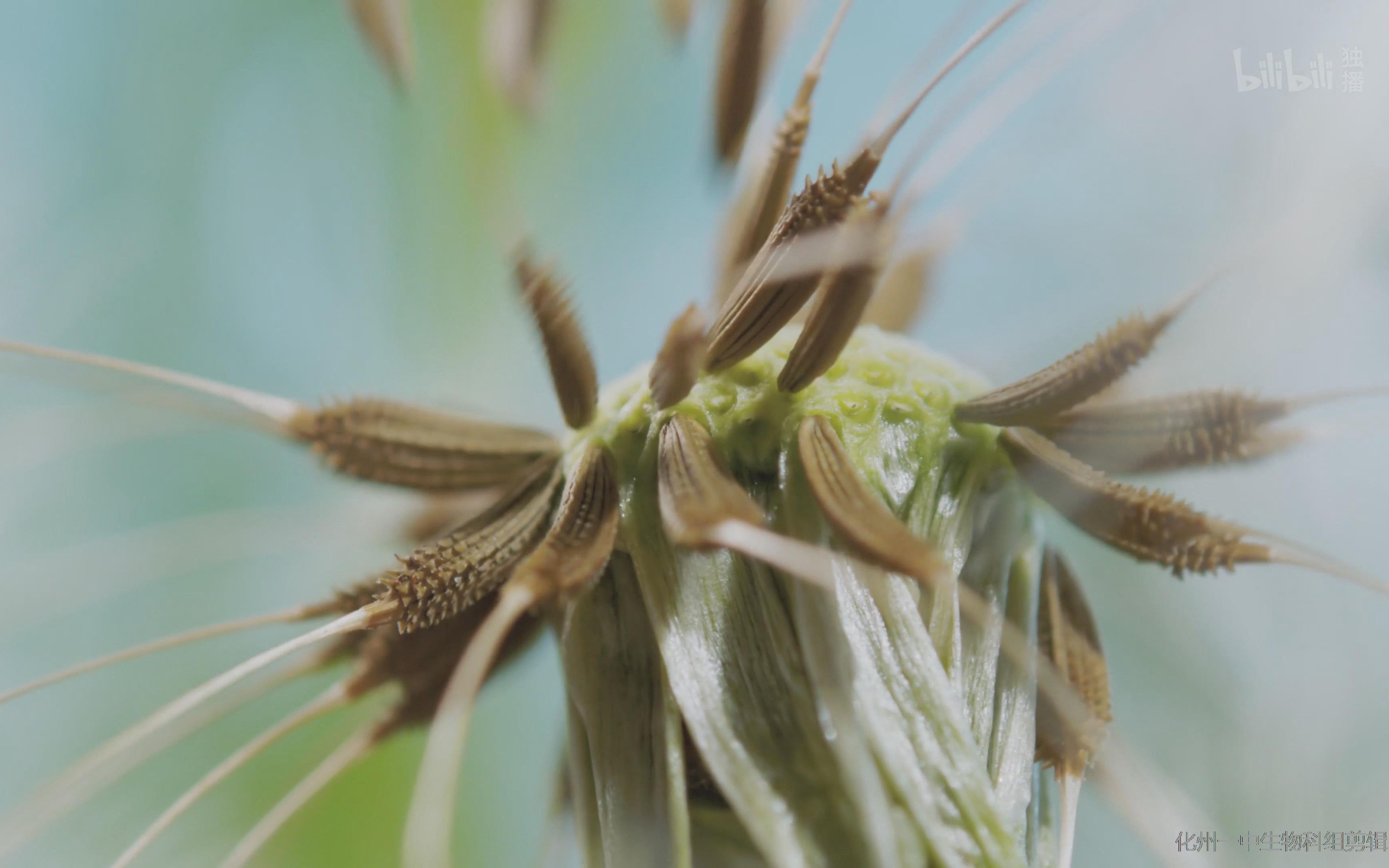 [图]高中生物学教学素材：植物传播种子的奇特策略