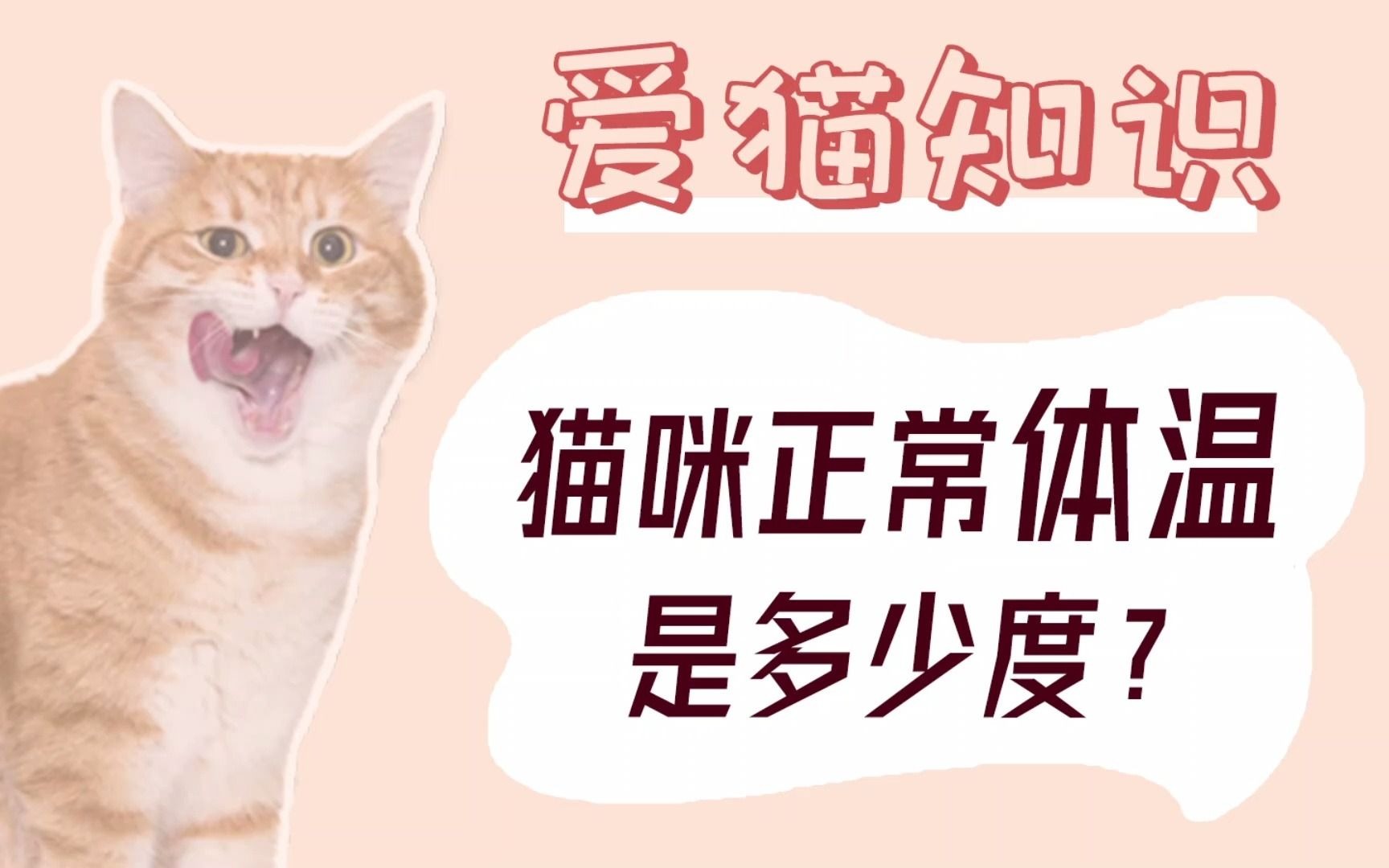 猫咪正常体温是多少度?哔哩哔哩bilibili