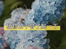 Download Video: 某些花卉太贵难养，他们的平替了解一下（上）