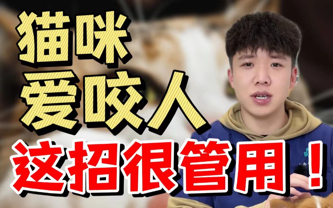 猫咪爱咬人,这招很管用哔哩哔哩bilibili