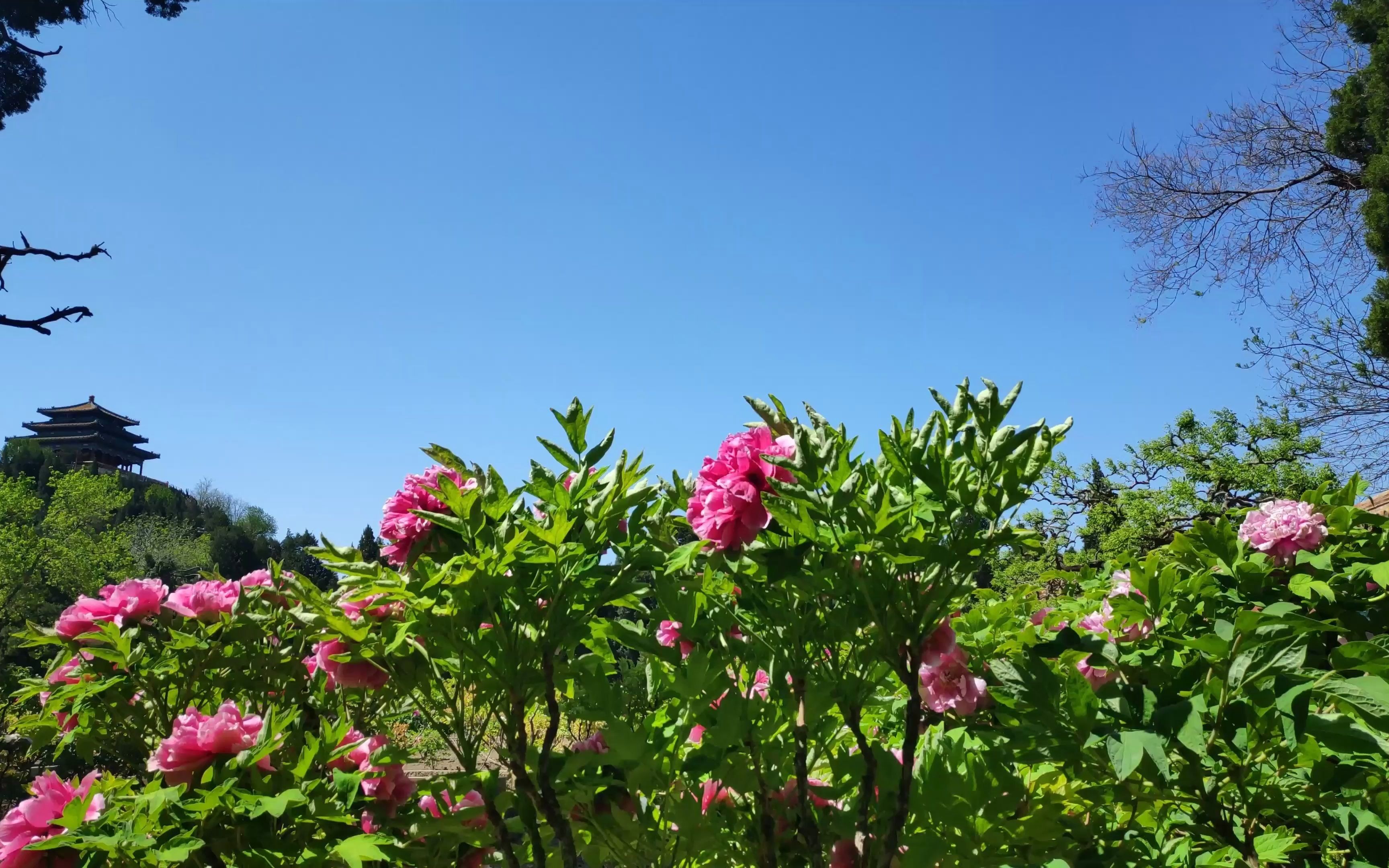 [图]国色天香。北京景山公园万寿亭。三十亩牡丹园。庚子谷雨。民乐《姑苏行》