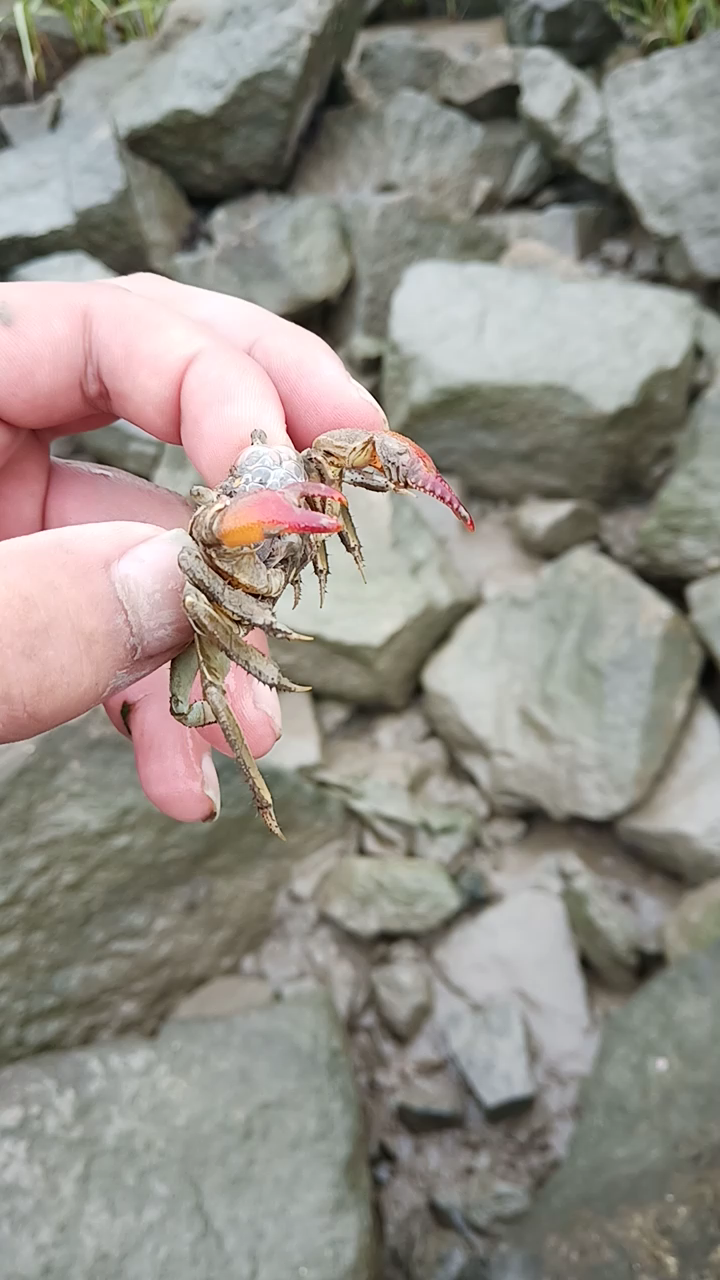 上海南汇野采 褶痕拟相手蟹_哔哩哔哩_bilibili