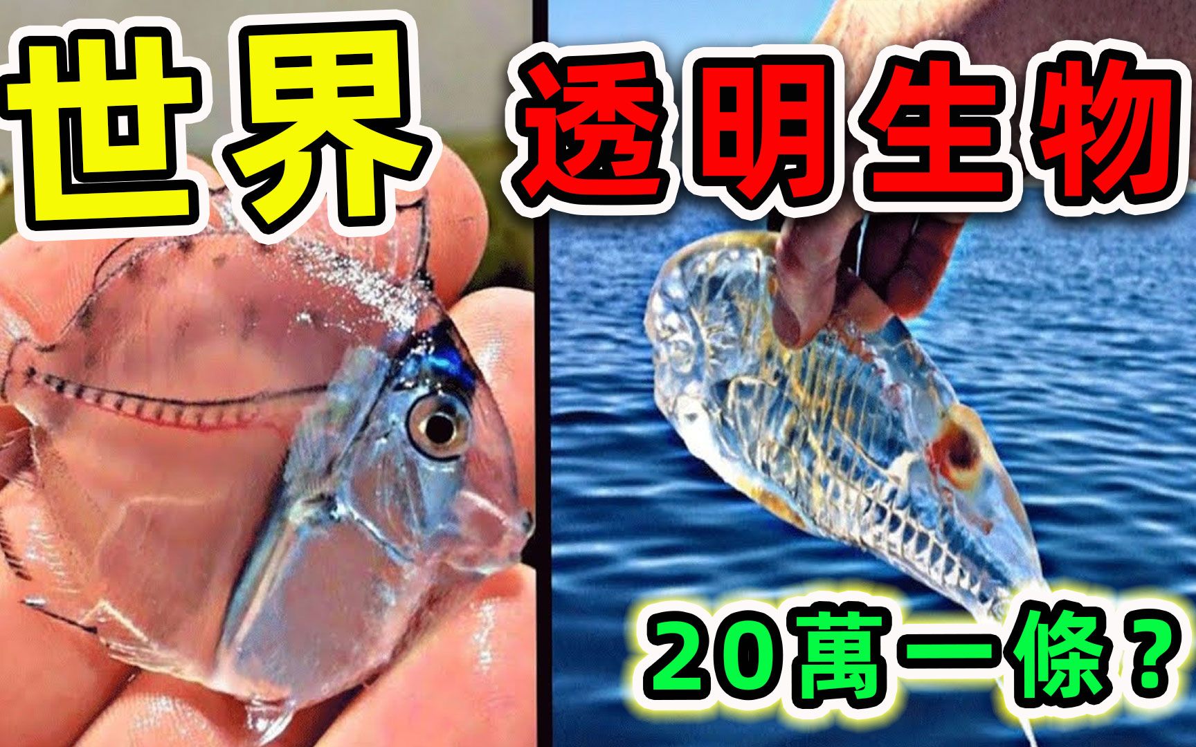 [图]全世界最神奇的10种透明生物，因器官透明而长生不死，一条竟然要卖20万？