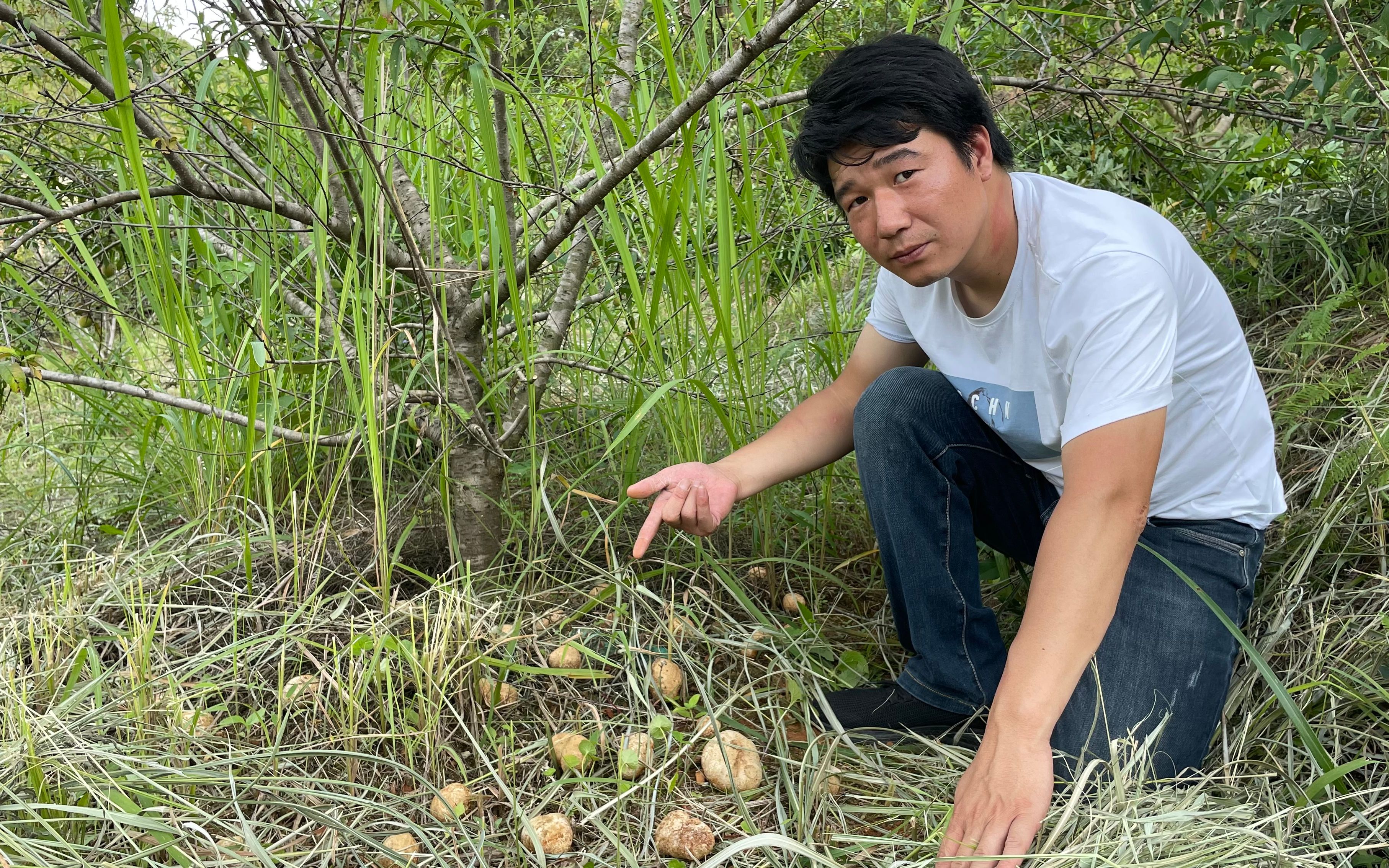 马蹄菌大家见过吗桃树下发现了一大片用来炒辣椒可好吃了