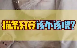 Download Video: 猫条到底能不能喂？看完你就知道了