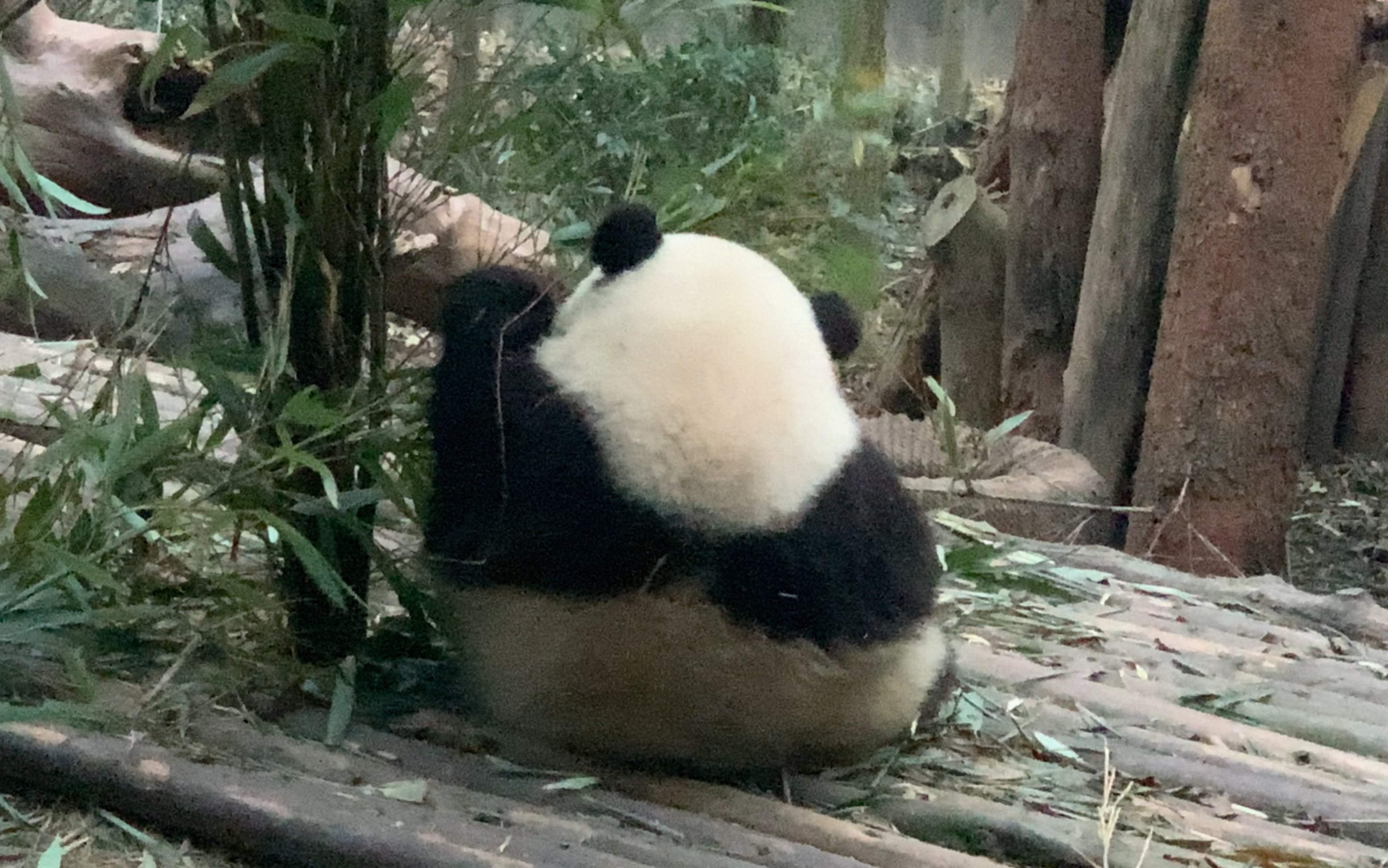 饭团花连吃竹子的背影都这么可爱