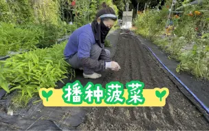 Download Video: 秋季播种菠菜，好吃清甜