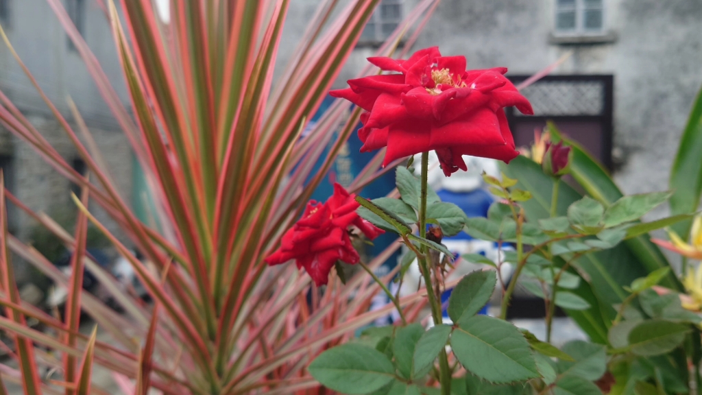 马路边的玫瑰花