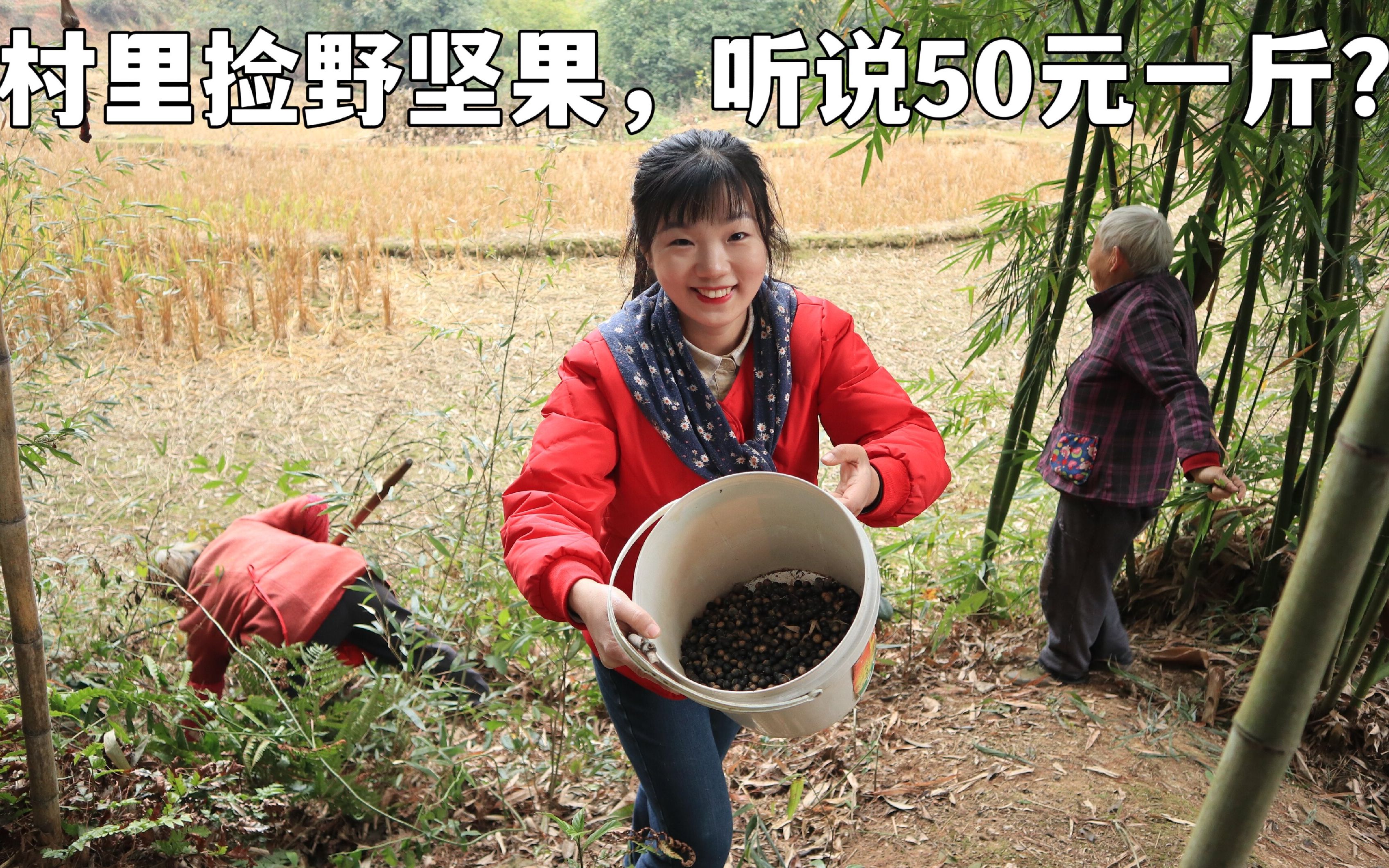 这坚果能卖50元1斤?山里野生坚果成熟了,村里老人小孩都去捡哔哩哔哩bilibili