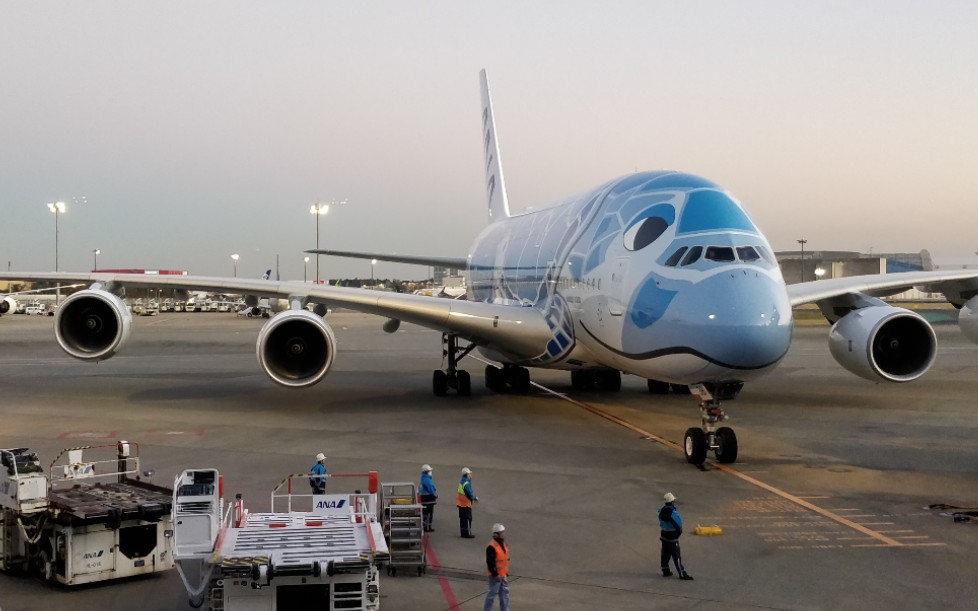 真幸运一次看到两只大海龟ana全日空空客airbusa380800