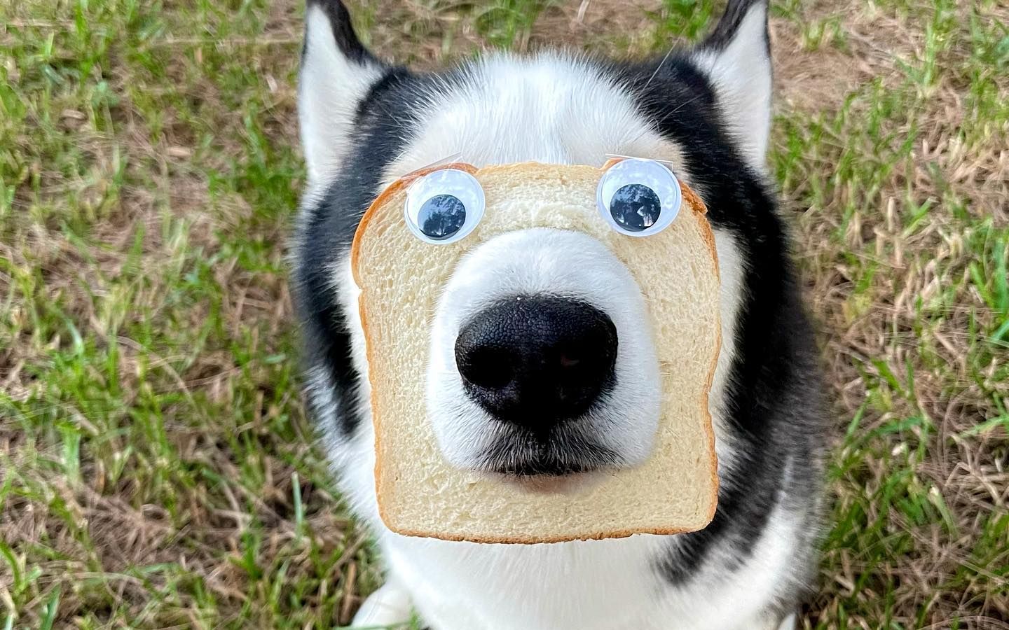 二哈:你看是谁更狗?