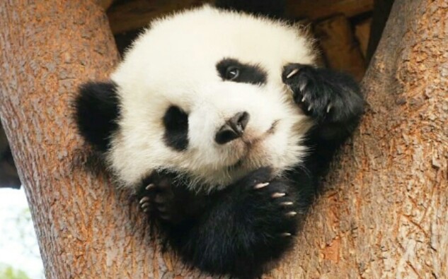 【大熊猫】萌萌,萌四萌五悠闲的下午时光,超长