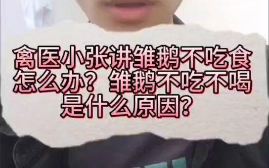 禽医小张讲雏鹅不吃食怎么办?雏鹅不吃不喝是什么原因?鹅不吃食光喝水是什么病鹅不吃食的解决方法鹅不吃东西怎么办小鹅食欲不振怎么办鹅为什么食欲...