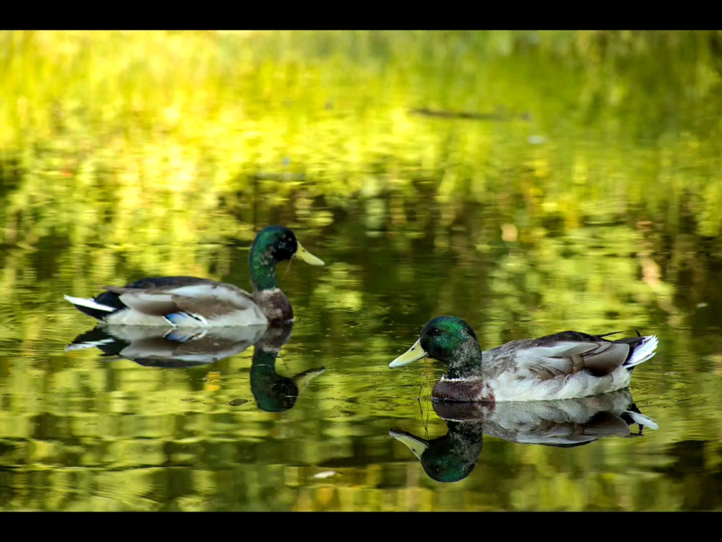 等你鸭30( 07115111` )