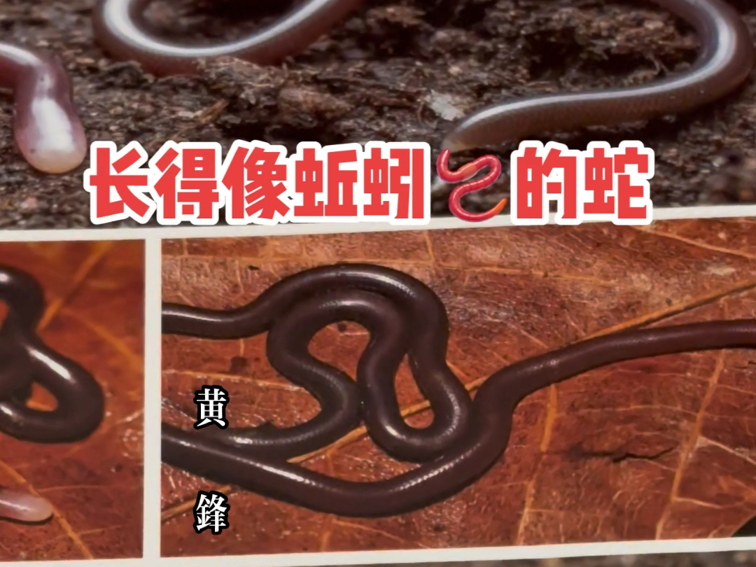 三种类似蚯蚓的盲蛇:白头钩盲蛇分布于香港和东南亚,较为稀有;钩盲蛇