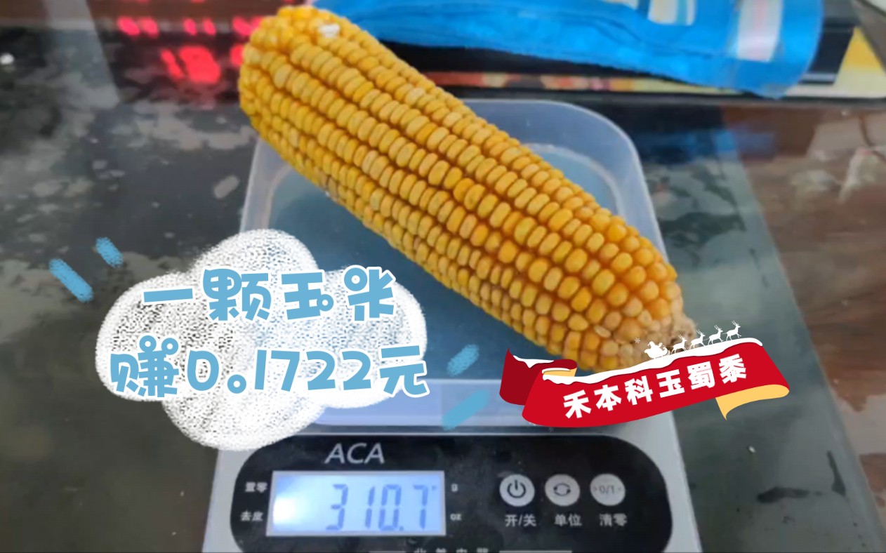 禾本科玉蜀黍玉米起源于墨西哥16世纪传入中国