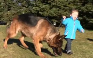 Скачать видео: 小宝宝带着训练有素的德牧，这安幸福感爆棚