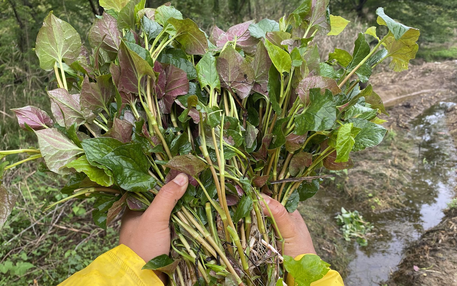 當季最受歡迎的野菜,也是四川人的最愛,很多人不認識