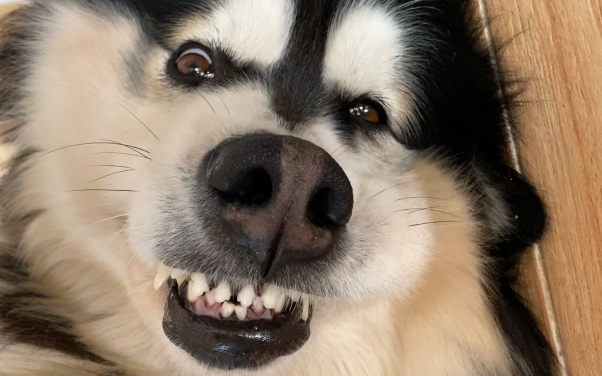 论如何让高冷狗子日常营业