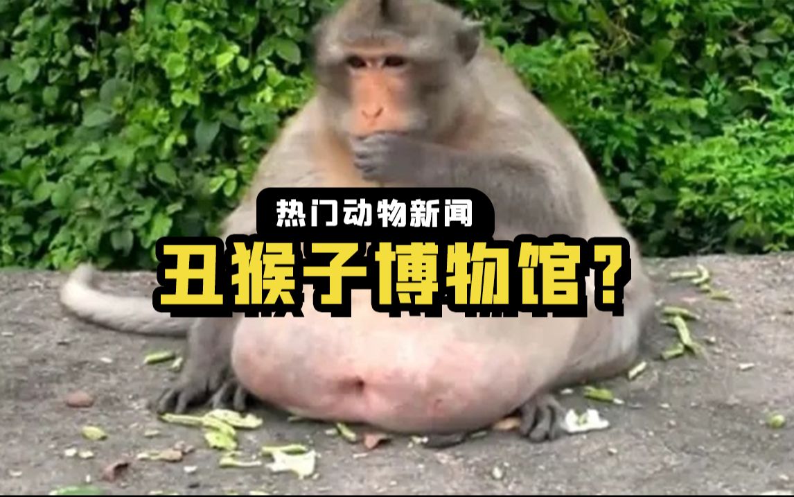 [图]这家动物园爱养丑猴子，一只比一只丑