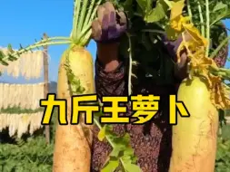 Download Video: 九斤王白萝卜籽，不空心耐储存好种植，生吃脆甜，煲汤热炒鲜香美味 #萝卜种子 #蔬菜种子 #家庭种植