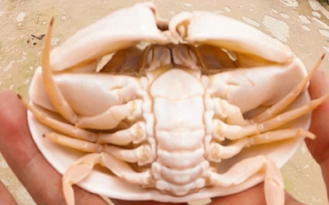 今天在非洲的印度洋赶海,既然碰到一只会喷水的馒头蟹!