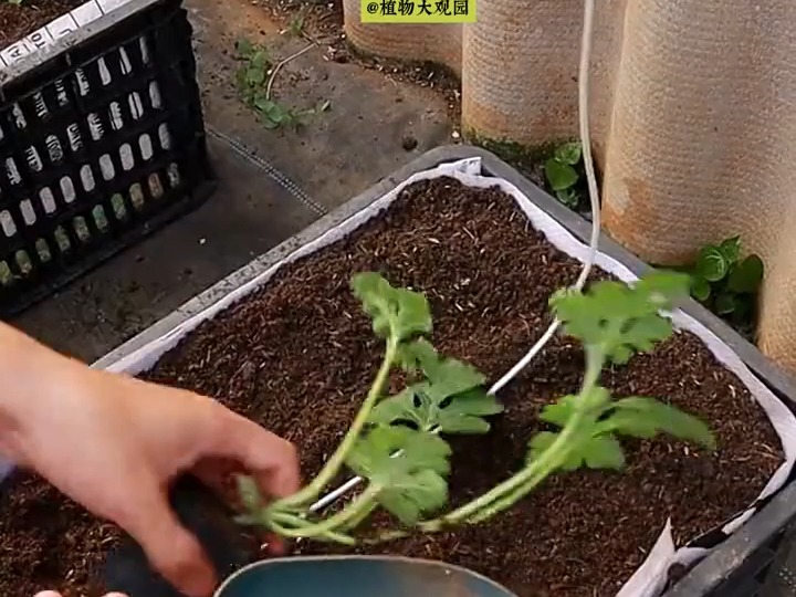 271 小院西瓜种植过程及技巧