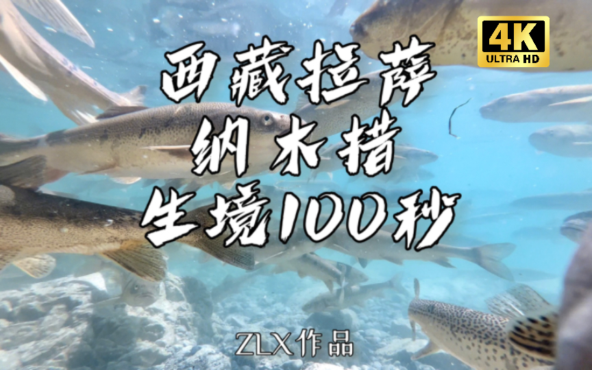 水下生境100秒|西藏拉萨纳木措 2 这里的海拔达4718M,这让纳木措成为世界上海拔最高的大型湖泊,也使得纳木措拥有了十分独特的水生环境哔哩哔哩...