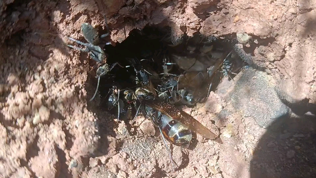 准备今年第二次婚飞的拟哀弓背蚁