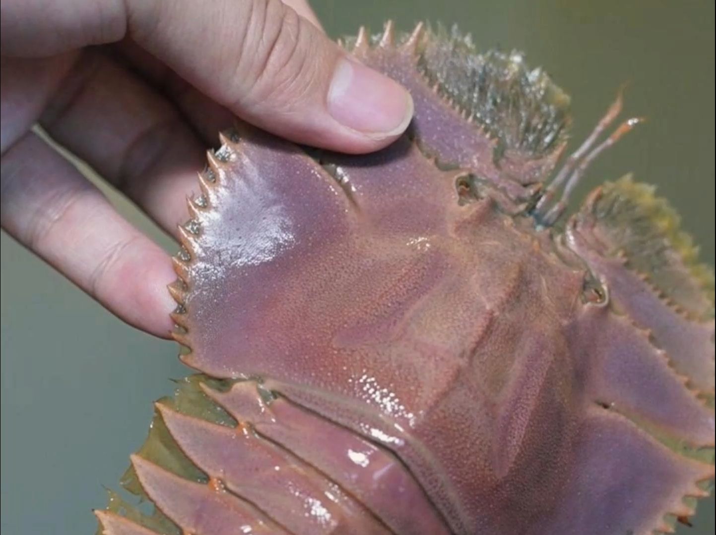 "抱脸虫"吃起来口感是怎么样的呢