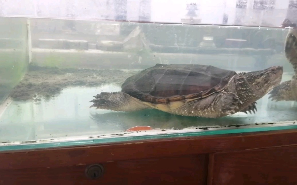 清洗后的鳄龟缸