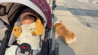 小狗