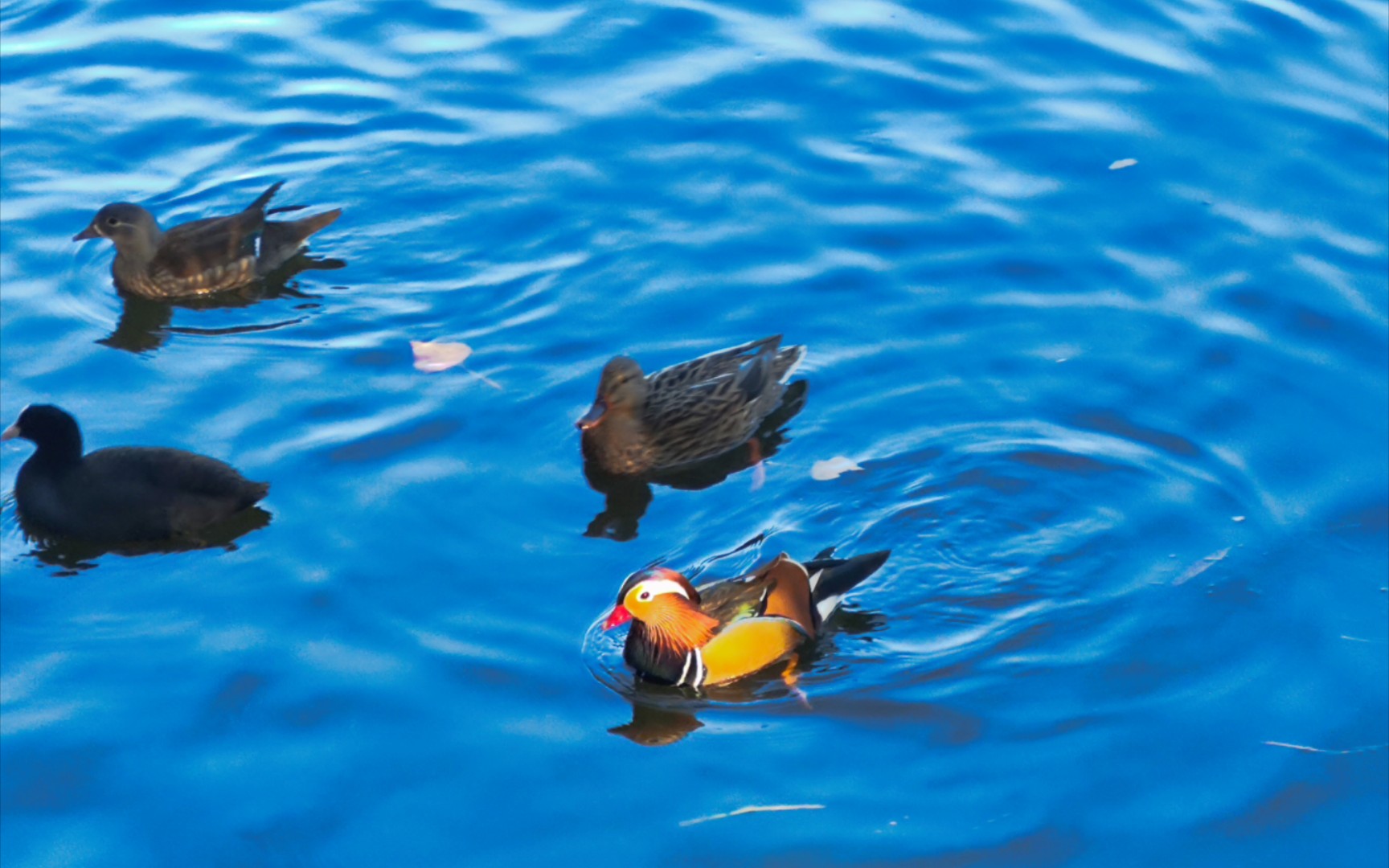 11.11 圆明园的 银杏树 黑天鹅 鸽子 麻雀 鸳鸯 芦苇荡和蓝天