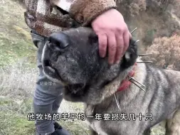 忠诚的坎高犬为了保卫牧场，一天竟拿下两只狼，太解气了