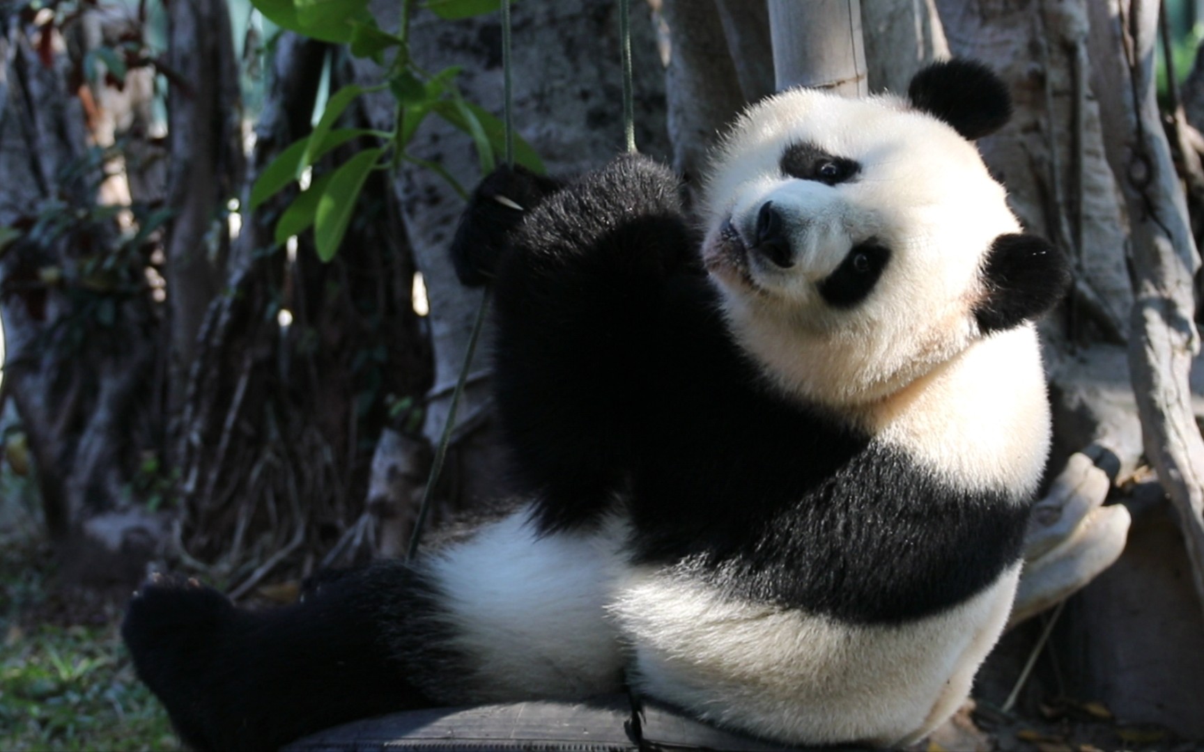 【大熊猫雅一】秋千上一个回眸(看奶妈)可爱爆了