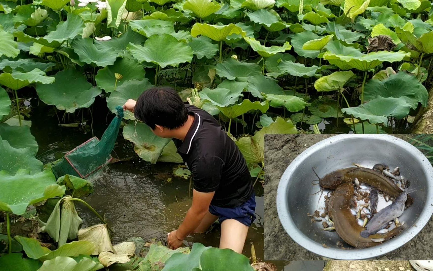 野荷塘生物品种就是多,好货留下来了,但最好的家伙却要扔掉.哔哩哔哩bilibili