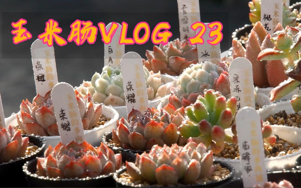 多肉农场主Vlog23 雪天|多肉浇水|上盆捣乱小能手哔哩哔哩bilibili