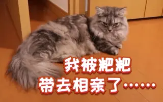 日本猫美容 搜索结果 哔哩哔哩 Bilibili