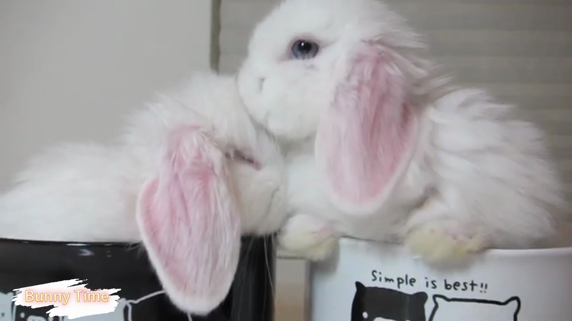 可爱的垂耳兔宝宝!