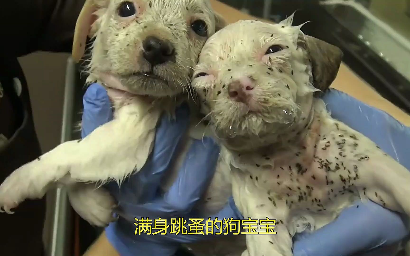 满身跳蚤的狗宝宝,生活在漆黑的集装箱底,获救后竟美出新高度