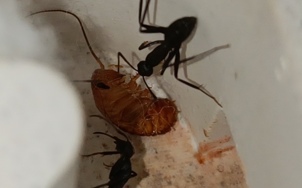 超勇的血斑弓背蚁捕食没淦死就拖回巢里