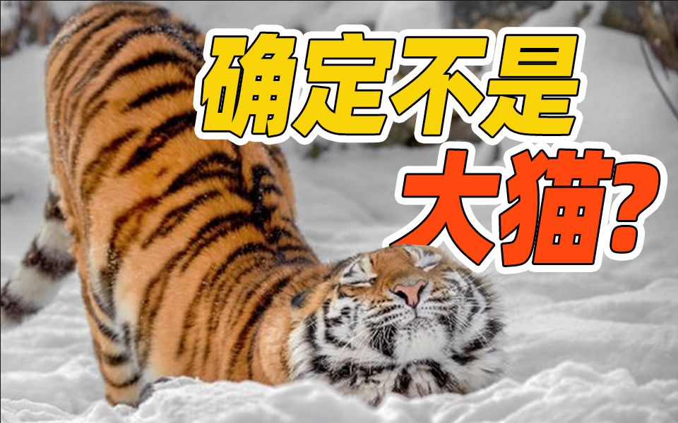 [图]老虎到底是不是大号的猫？