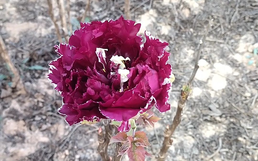 又下雨啦,休息两天,深秋的牡丹皇嘉门又开花啦,一股王者之气