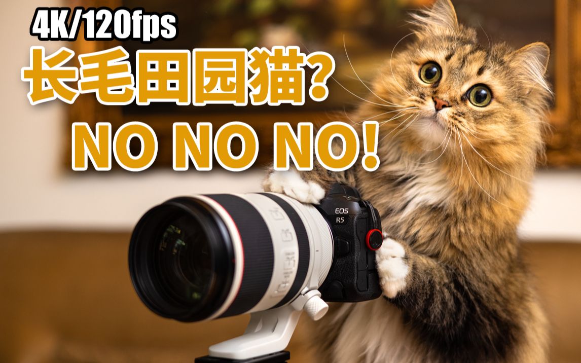 【解锁新猫】海归稀有品种丨褴褛猫丨舒克丨4K/120P哔哩哔哩bilibili