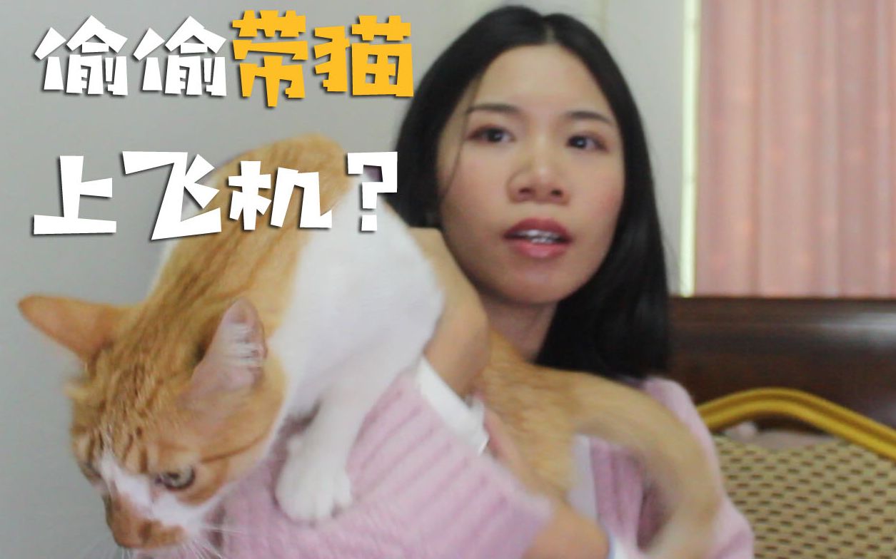 带猫回国准备什么材料能避免隔离?如何把猫带上飞机客舱?哔哩哔哩bilibili