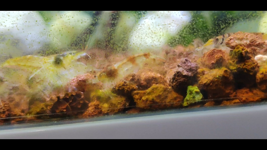 新蜜蜂虾(华南米虾)