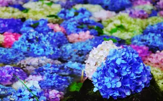 太花秘境 搜索结果 哔哩哔哩 Bilibili