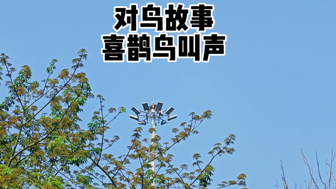 喜鹊鸟叫声