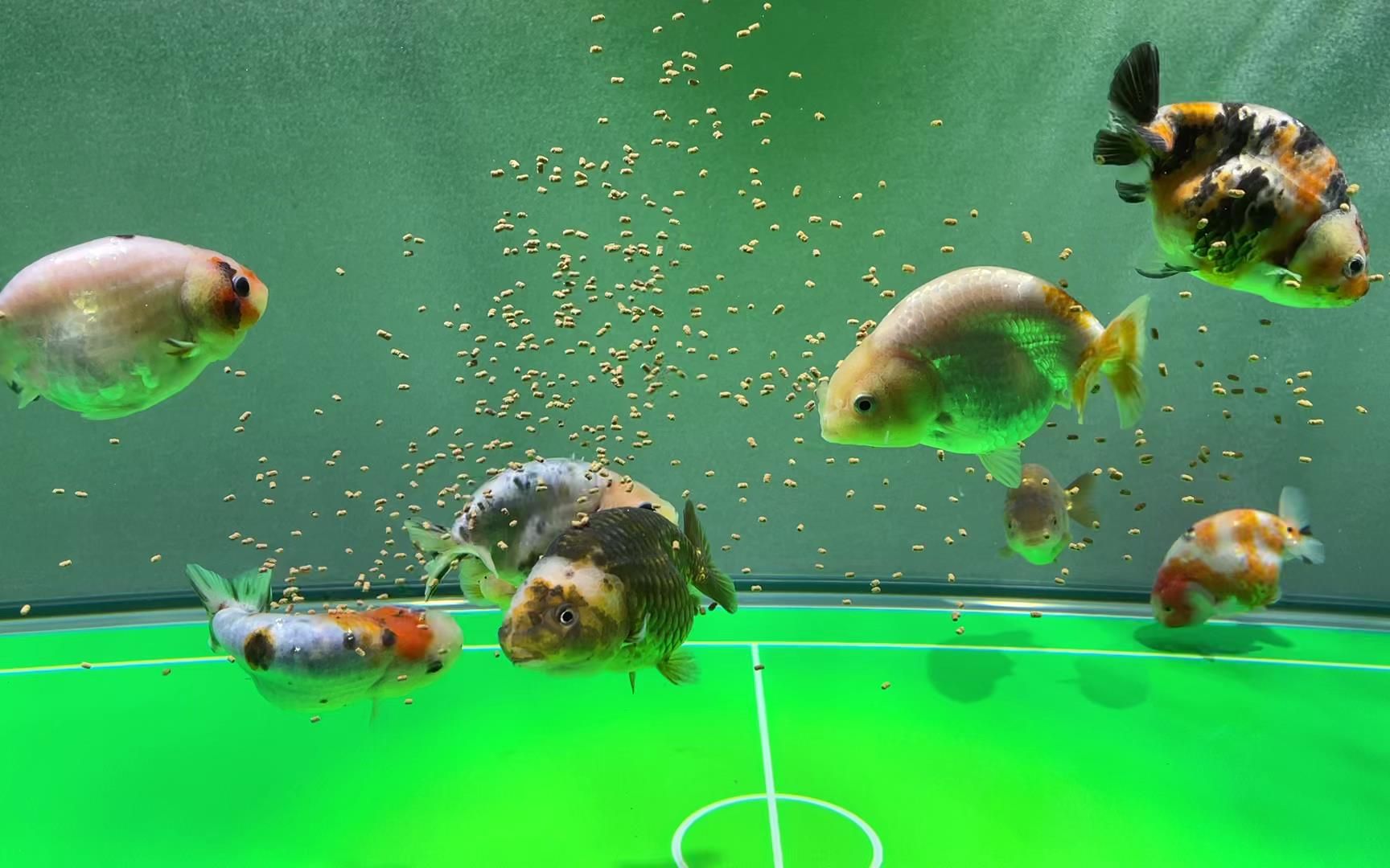 兰寿缸首次喂食,但可能没有后续了.